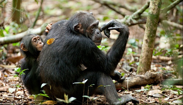 Earth Day films - Chimpanzee